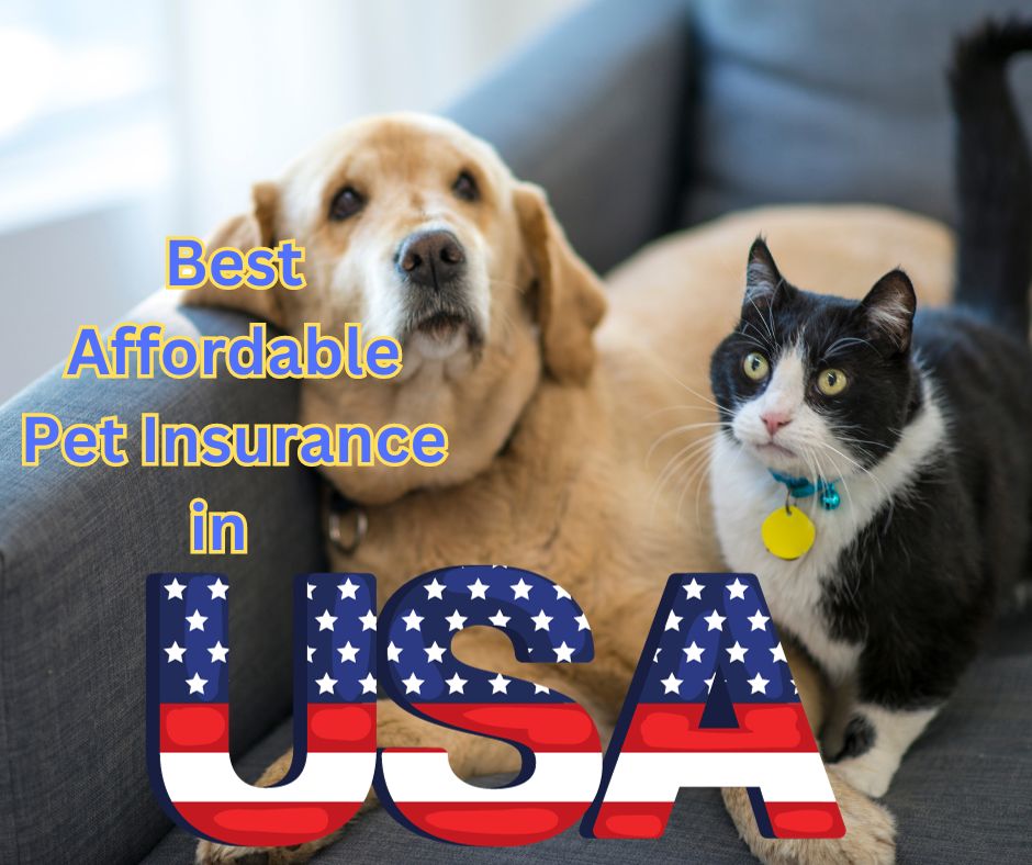 Best Affordable Pet Insurance in