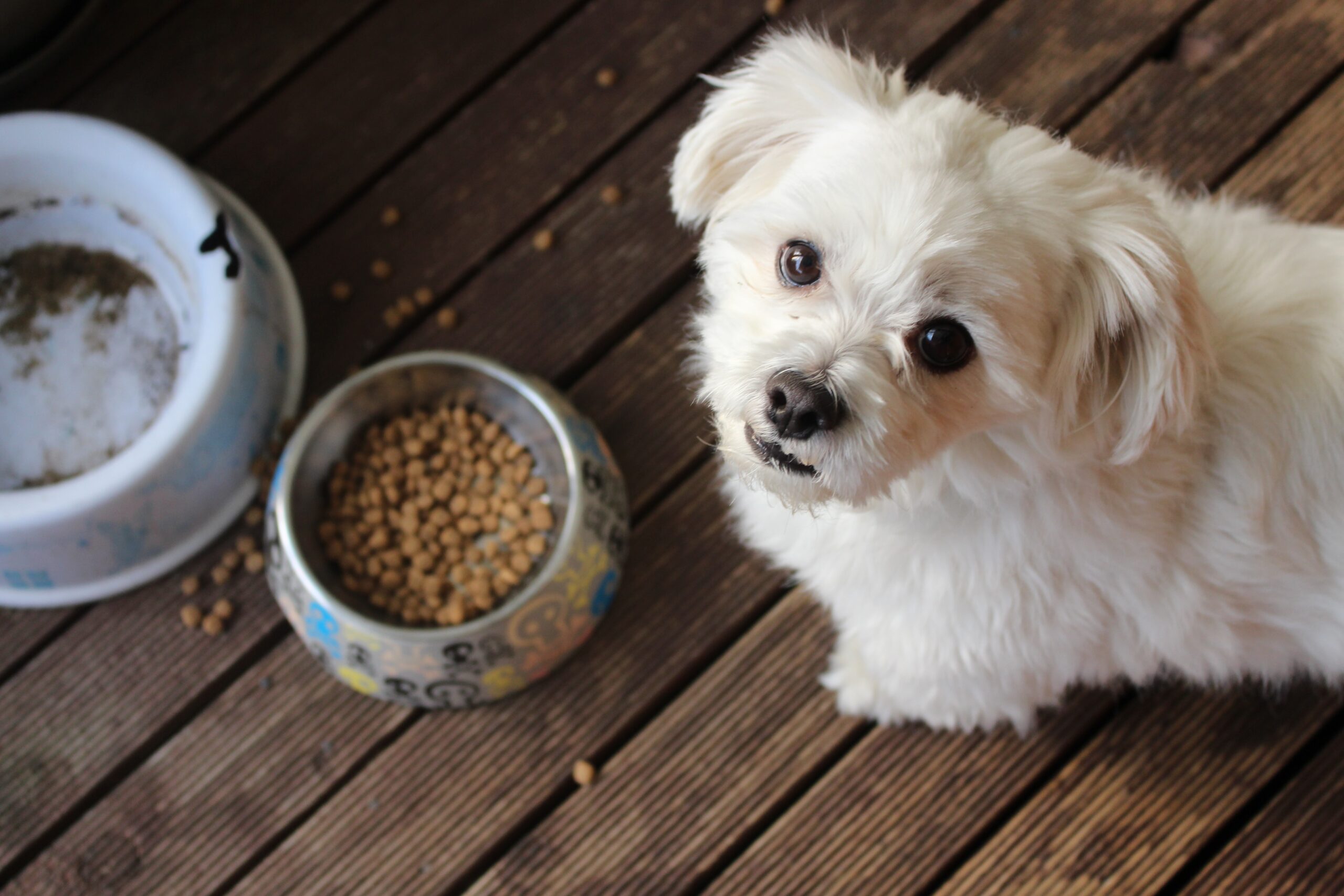 where to buy cheap pet food in USA