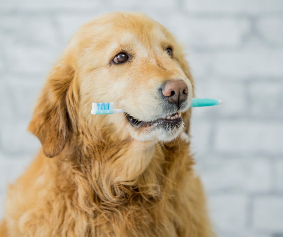 which pet insurance covers dental cleaning