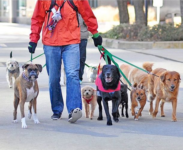 how to prepare for a pet sitter, Happy Dog with Pet Sitter